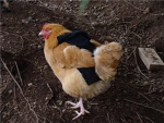 Chicken Guardian Productions *copyright*