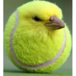 tennis bird fangroup