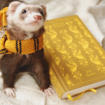 ferrets gang