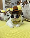 Bao Mafia