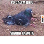 dupop geng