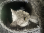 CATS MEOW MEOW ROAW