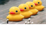 Ducks_Solo