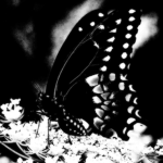 Ae†ernum