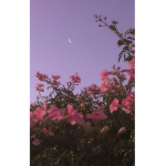 XxRoyalebluexX