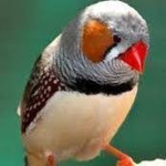 zebra finch team