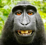 MONKEY GROUP FOR PEOPLE