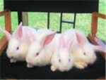 Republic of The Fuzzy Bunnies