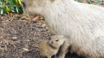 CAPYBARA OBBY CREATORS