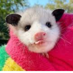 {•Possums•}