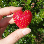 {Loveberry}