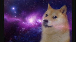 DOGE RACING