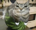 mew mew cat