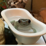 ‘lil frogs