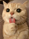 Angelixa :3