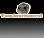 Two hamster!