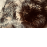 Creative Kitten