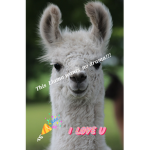 NO LLAMA DRAMA OK!