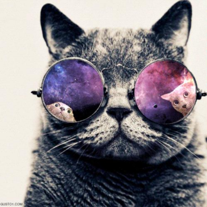 Cat Roblox decal