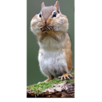 Squirrel go *screams*