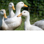 tribe of the ducks