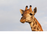 Cute giraffe group!