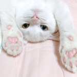 adorwubles.