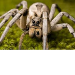 team wolf spider