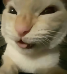 Aɴɪᴍᴇ ғᴀɴ ɢʀᴏᴜᴘ