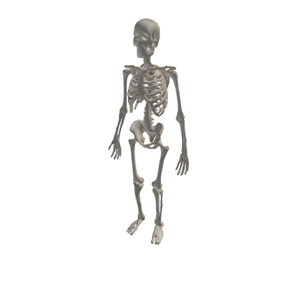Skeleton
