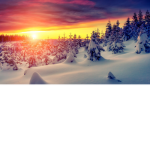 Sunrise Forest
