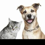 cat & dog fan hangout