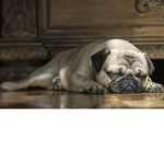 Cute Pugs