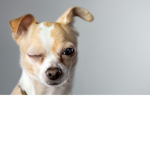 Doggggggggggggggsssss