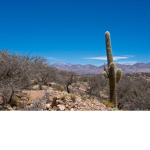 The lonely cactus