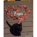 fogss