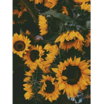 Sunflower_sisterssss