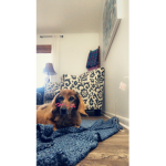 R.I.P my dogo