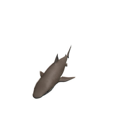 Bull shark