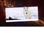 The ice snow wolf pack