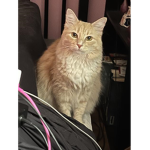 Pizza the Cat Cult