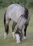 #Horse love