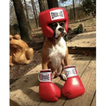 the boxer group for puppys