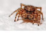 Spider Hangout!