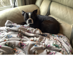 Cute dogs forever and ever and ever and ever and