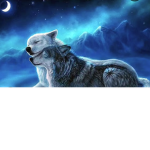 RP loup