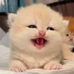 Stand With Kitties Group Thumbnail