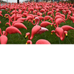 Flamingoz >:D