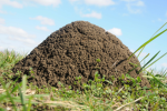 James Ant Pile