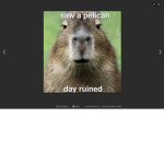 capybarapeeps